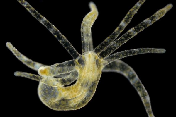 Сайт kraken darknet