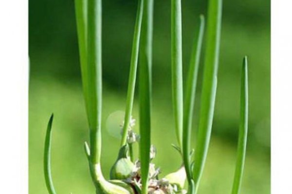 Новый сайт блэкспрут onion
