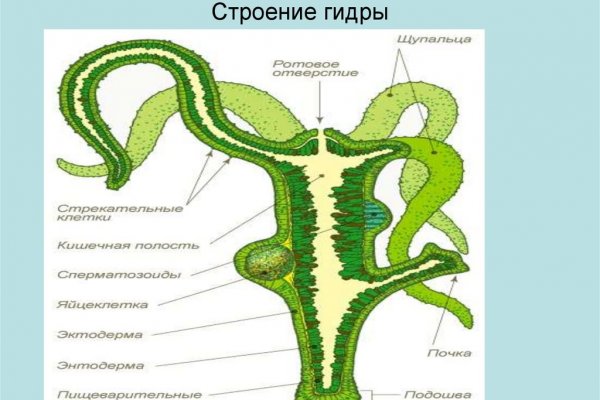 Ссылка на кракен через тор