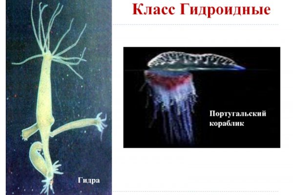 Рабочая гидра